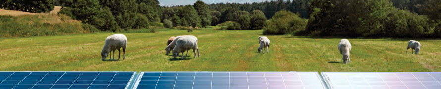 Cattle grazing under solar panels